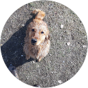 Ali Hayva profile picture